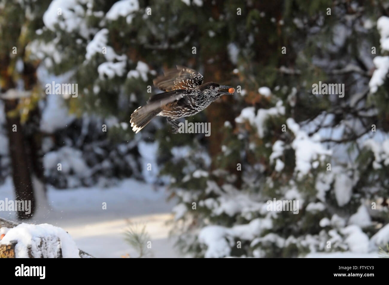 Fliegen gefleckte Tannenhäher (Nucifraga Caryocatactes) mit einer Mutter im Winterwald Stockfoto