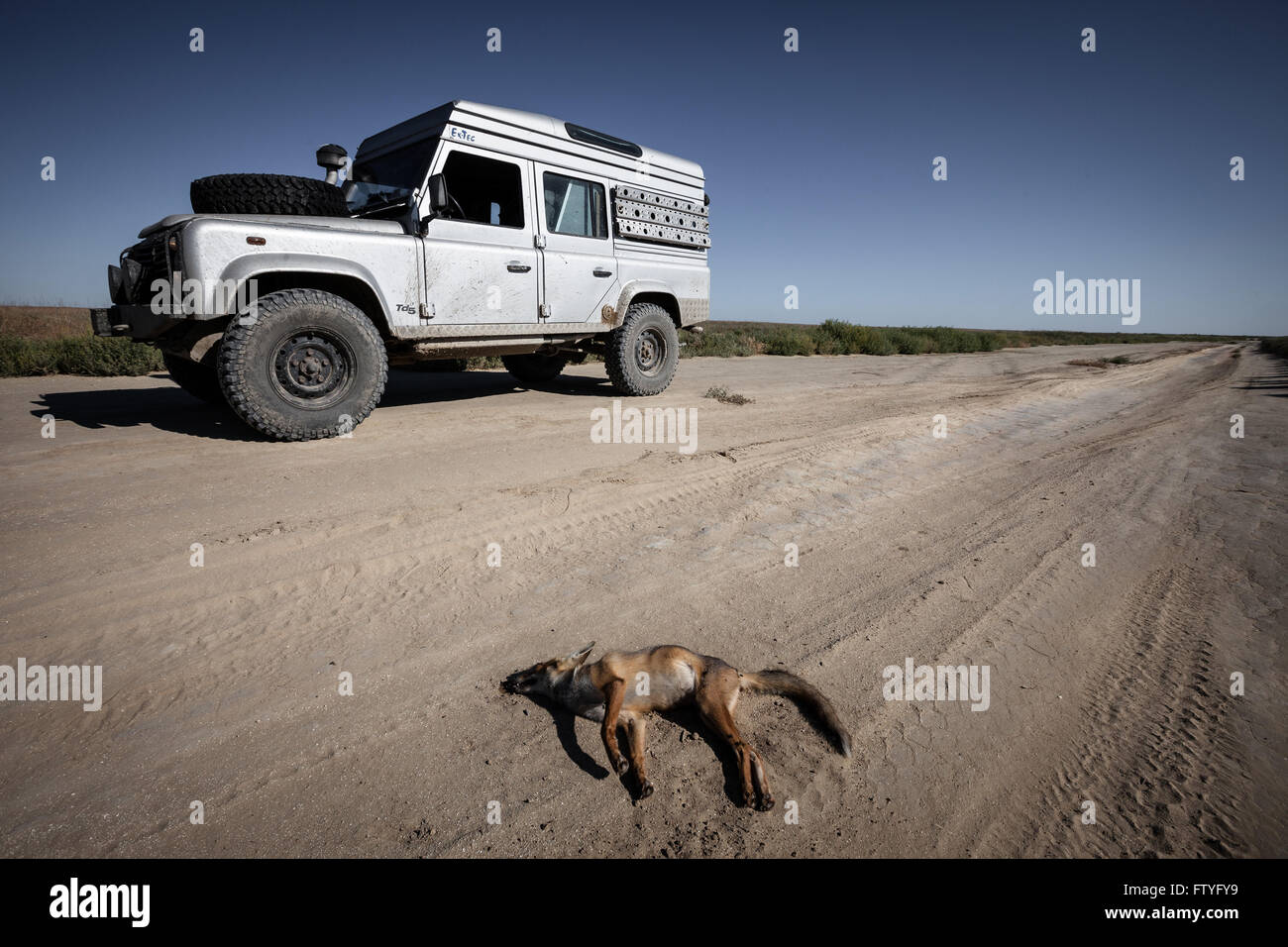Kirgisistan, Kirgistan, Asien, einsam reisen, 4WD, Verteidiger, Leiche Tier auf dem Weg unterwegs. Stockfoto