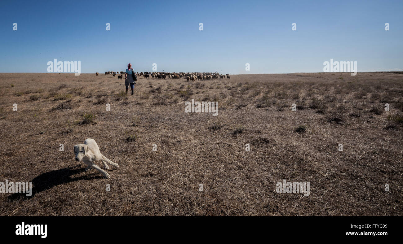 Kirgisistan, Kirgistan, Herde von Schafen, Hirten und einen Hund. Stockfoto