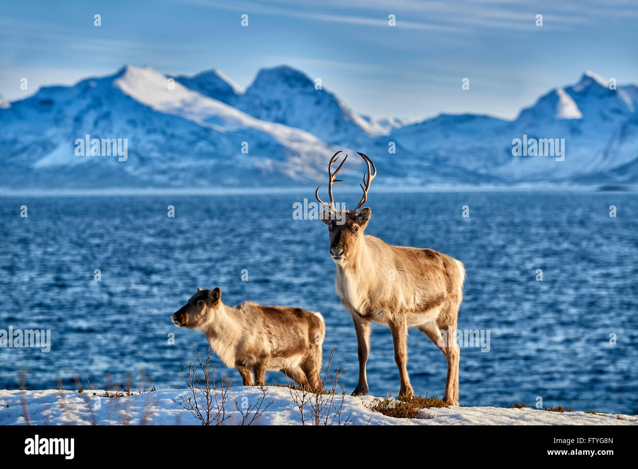 Rentier, Rangifer Tarandus am Meer mit Berglandschaft auf der Insel Senja, Troms, Norwegen, Europa Stockfoto