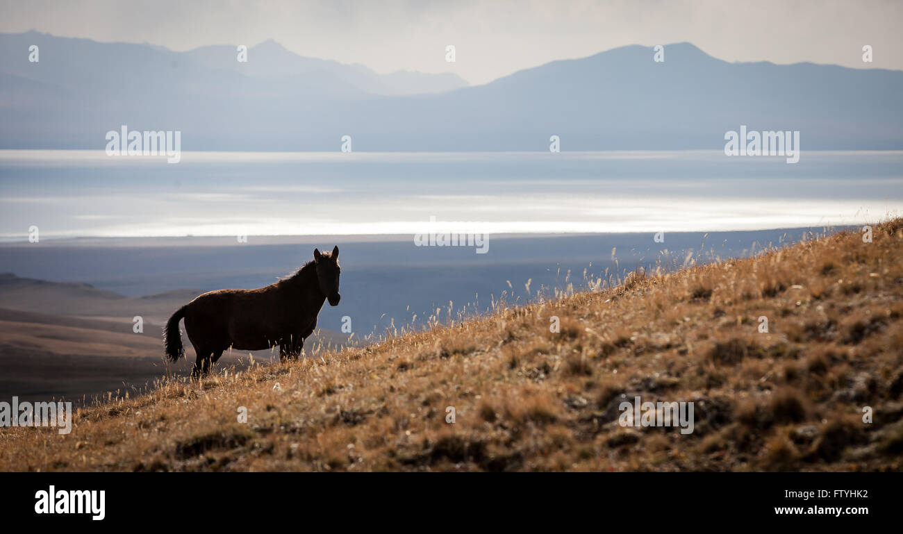 Kirgisistan, Kirgistan, Song-Kul-See, Pferd Stockfoto