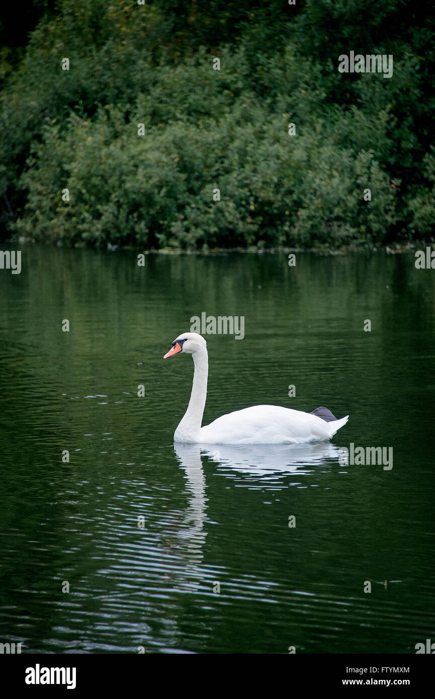 White Swan Cygnus Stockfoto