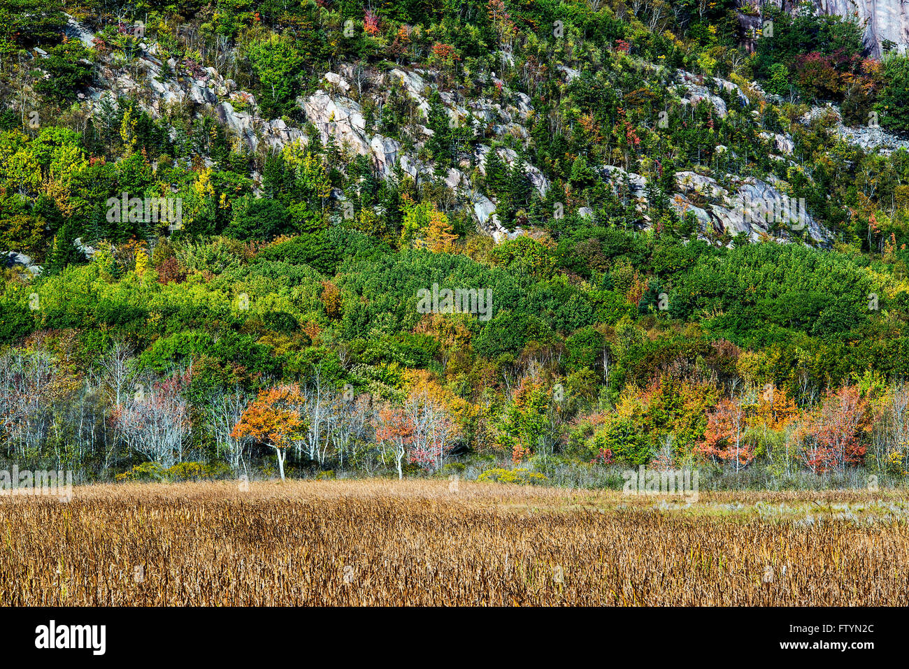 Berges landschaftlich schön, Acadia National Park, Maine, USA Stockfoto