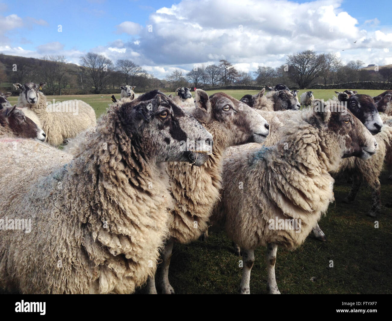 Holwick, Middleton-in-Teesdale, Co Durham, Großbritannien. 30. März 2016. An einem kalten, sonnigen Nachmittag im oberen Teesdale genießen die hochschwangere Schafe Heu und Silage für sie in einem Feld in der North Pennine Hills übrig, da sie ihre letzten Tage vor dem Ablammen konfrontiert. (c) Kathryn Hext/Alamy Live-Nachrichten Stockfoto