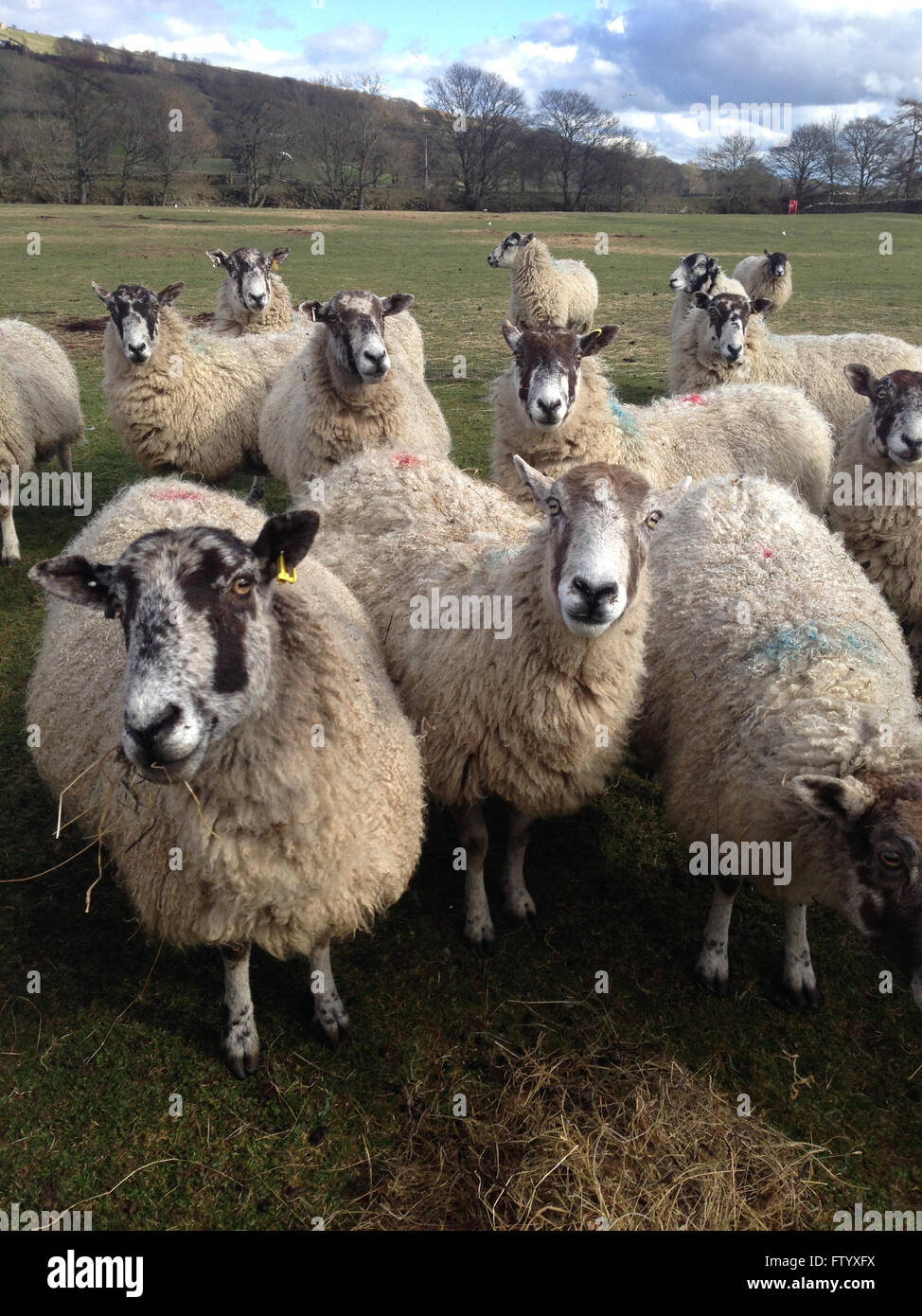 Holwick, Middleton-in-Teesdale, Co Durham, Großbritannien. 30. März 2016. An einem kalten, sonnigen Nachmittag im oberen Teesdale genießen die hochschwangere Schafe Heu und Silage für sie in einem Feld in der North Pennine Hills übrig, da sie ihre letzten Tage vor dem Ablammen konfrontiert. (c) Kathryn Hext/Alamy Live-Nachrichten Stockfoto