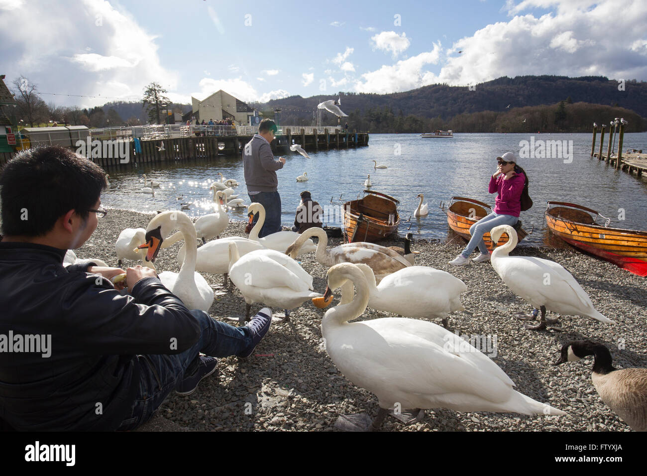 Lake Windermere Cumbria 30. März 2016 UK Wetter. Sonnige Aftrenoon am Lake Windermere. Bowness Bay front Prom. Beliebt bei den Besuchern Credit Schwäne füttern: Gordon Shoosmith/Alamy Live News Stockfoto