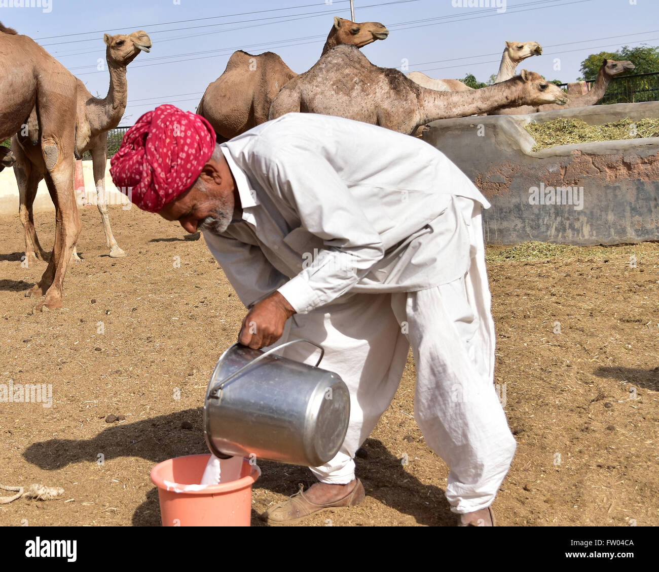 Bikaner, Indien. 30. März 2016. Ein Mann sammelt Kamele Milch am National Research Center auf Kamel in Bikaner. © Dinesh Gupta/Pacific Press/Alamy Live-Nachrichten Stockfoto