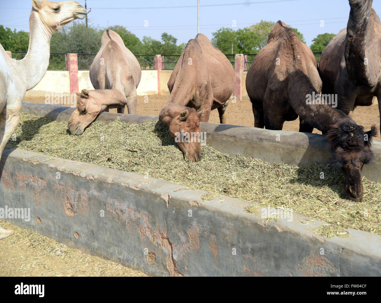 Bikaner, Indien. 30. März 2016. Kamel mit Futter Essen am National Research Center auf Kamel in Bikaner. © Dinesh Gupta/Pacific Press/Alamy Live-Nachrichten Stockfoto