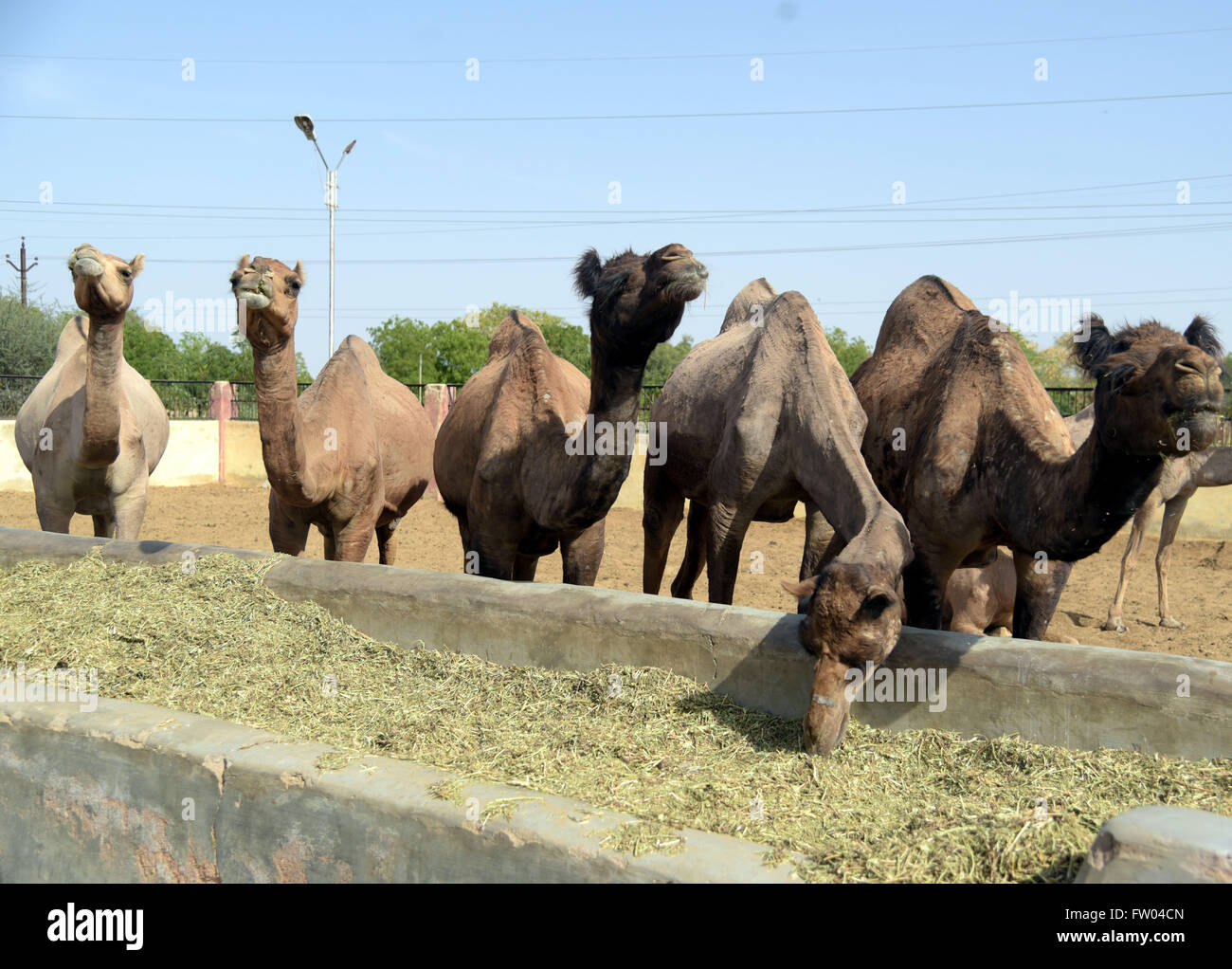 Bikaner, Indien. 30. März 2016. Kamel mit Futter Essen am National Research Center auf Kamel in Bikaner. © Dinesh Gupta/Pacific Press/Alamy Live-Nachrichten Stockfoto