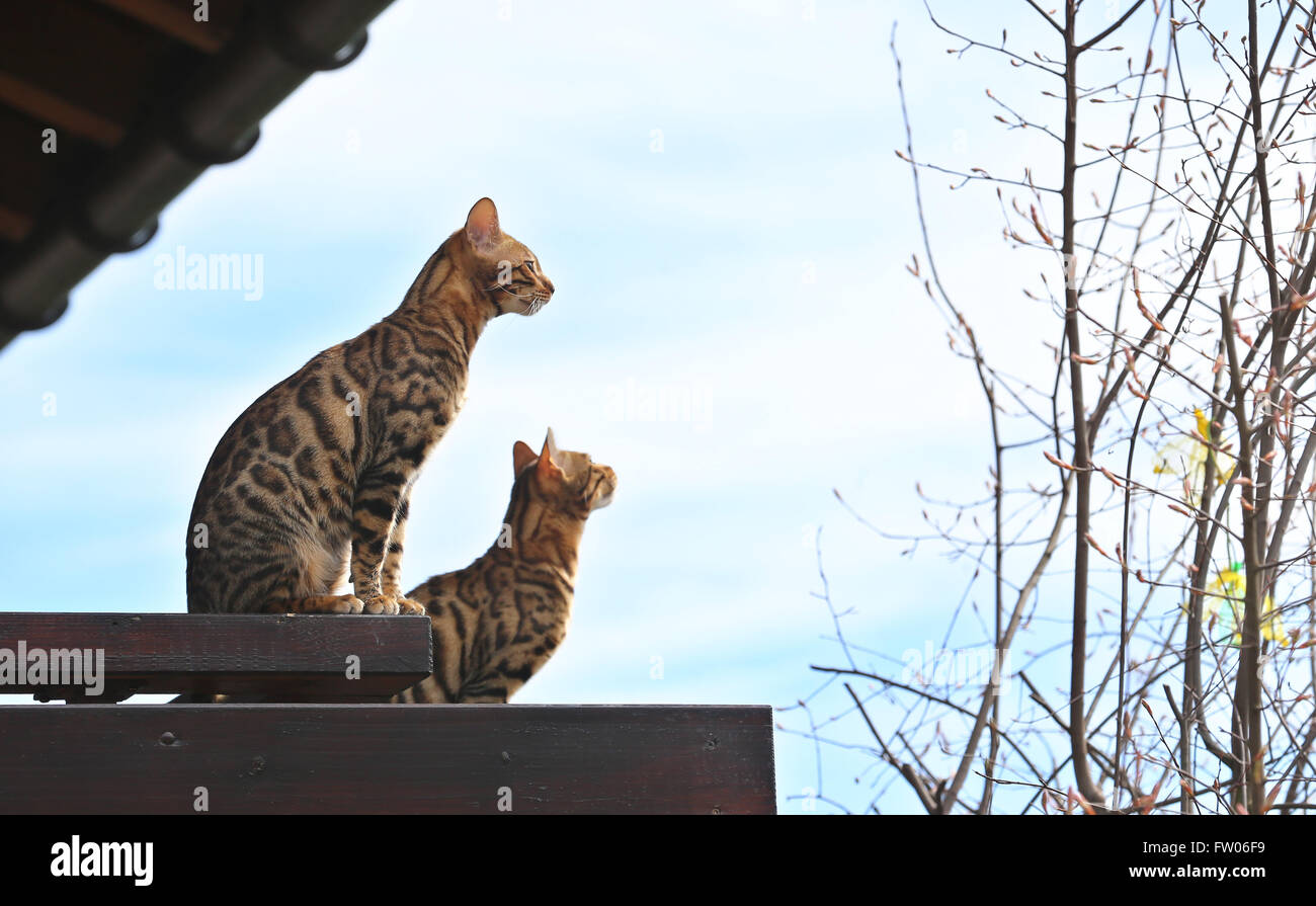 Ofterschwang, Deutschland. 31. März 2016. Zwei junge Bengal-Katzen sitzen auf einem Balkon in Ofterschwang, Deutschland, 31. März 2016. Foto: KARL-JOSEF HILDENBRAND/Dpa/Alamy Live News Stockfoto