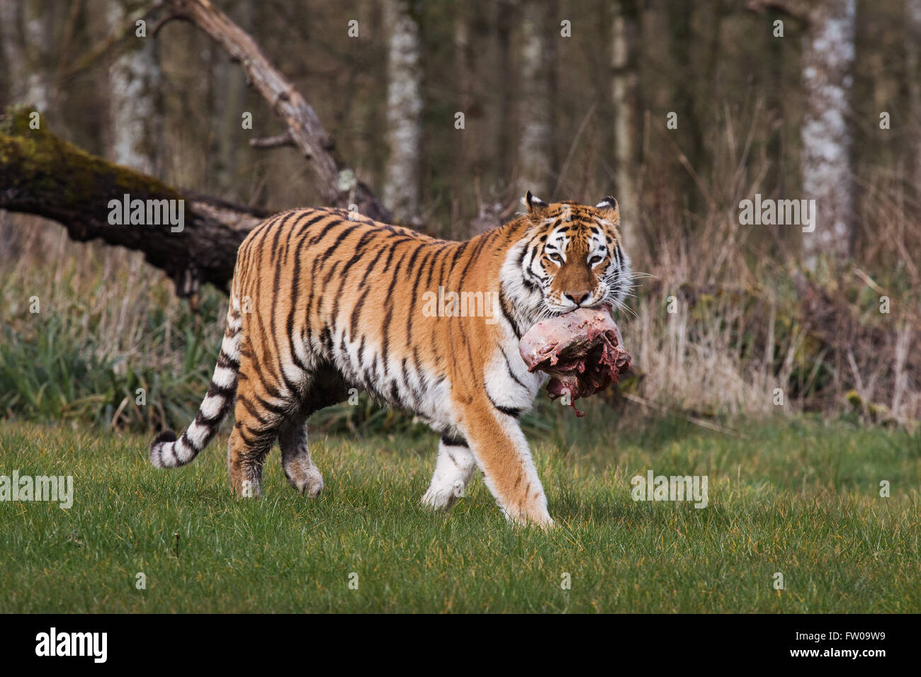 Ein Tiger während der Fütterungszeiten im Longleat Safari Park Stockfoto