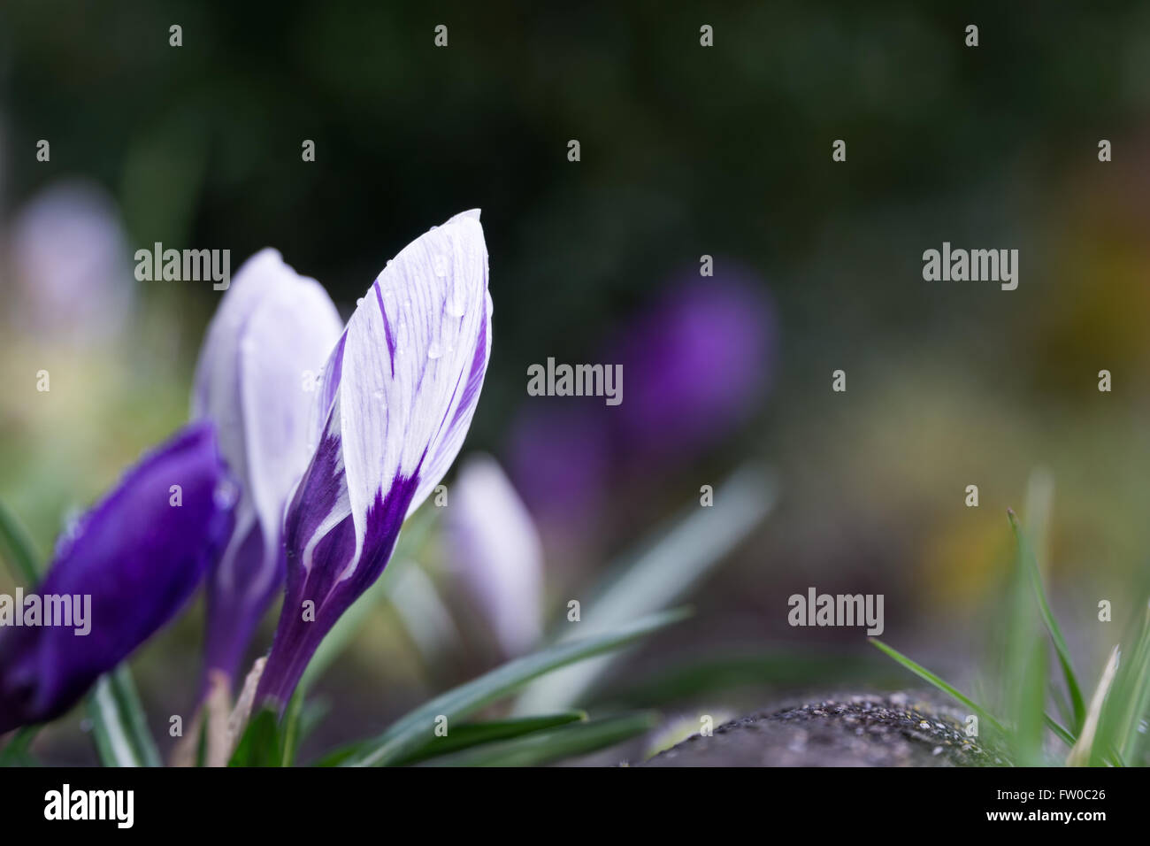 Frische Krokus Blüten im Frühling Stockfoto