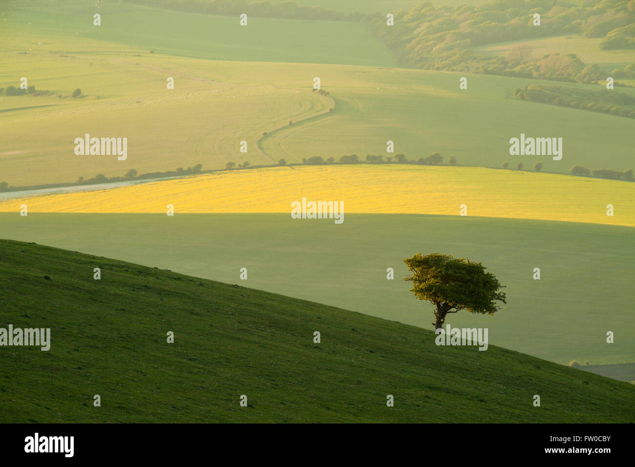 Frühling in South Downs National Park, East Sussex, England. Stockfoto