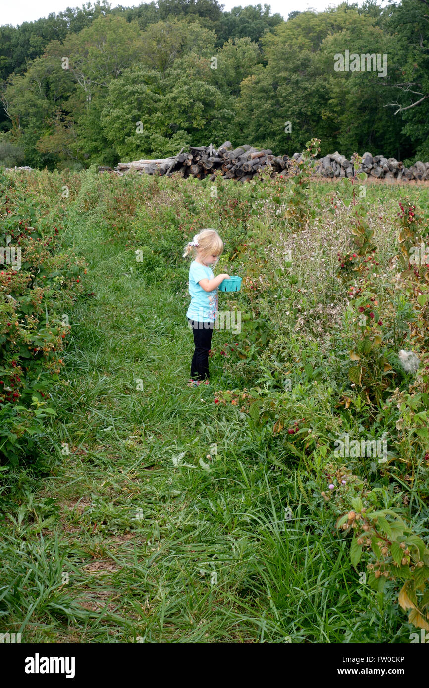 junges Mädchen pflücken von Beeren im Feld Stockfoto