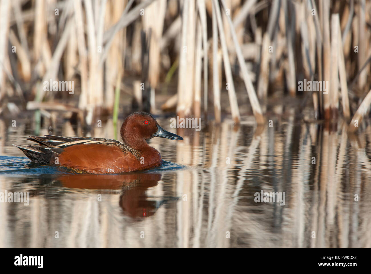 Zimt Krickente (Anas Cyanoptera), Montana USA Stockfoto