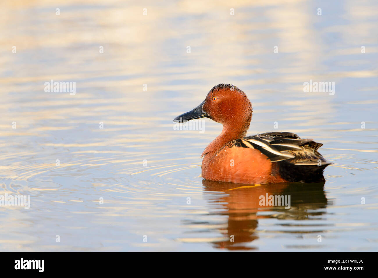 Zimt Krickente (Anas Cyanoptera), Montana USA Stockfoto
