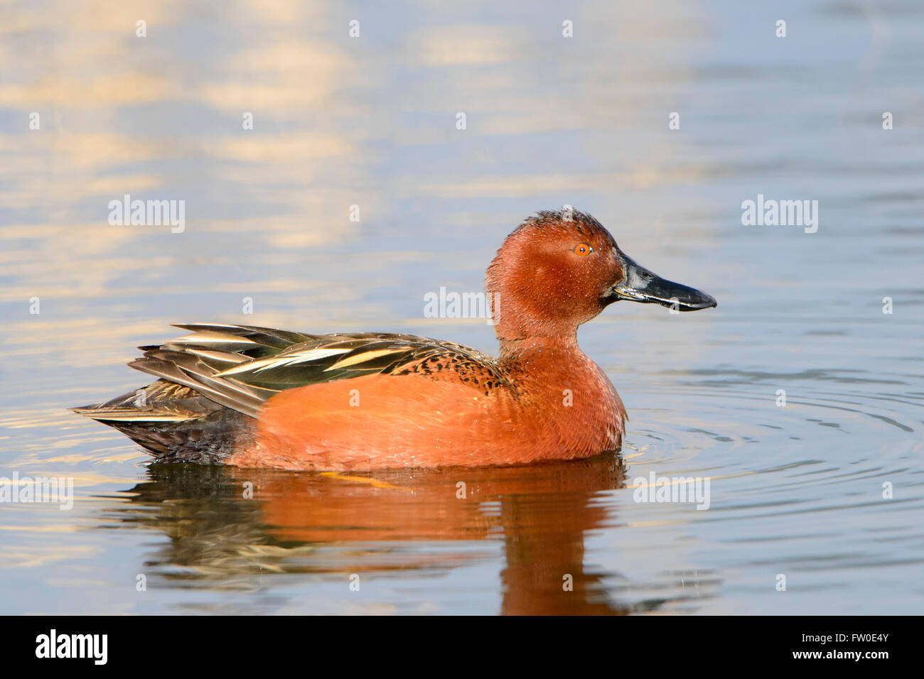 Zimt Krickente (Anas Cyanoptera), Montana USA Stockfoto