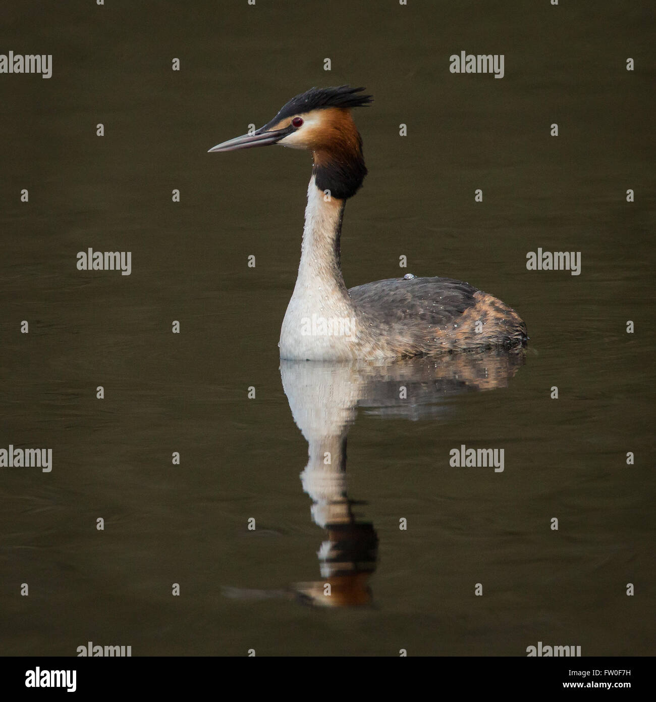 Haubentaucher (Podiceps Cristatus) Stockfoto