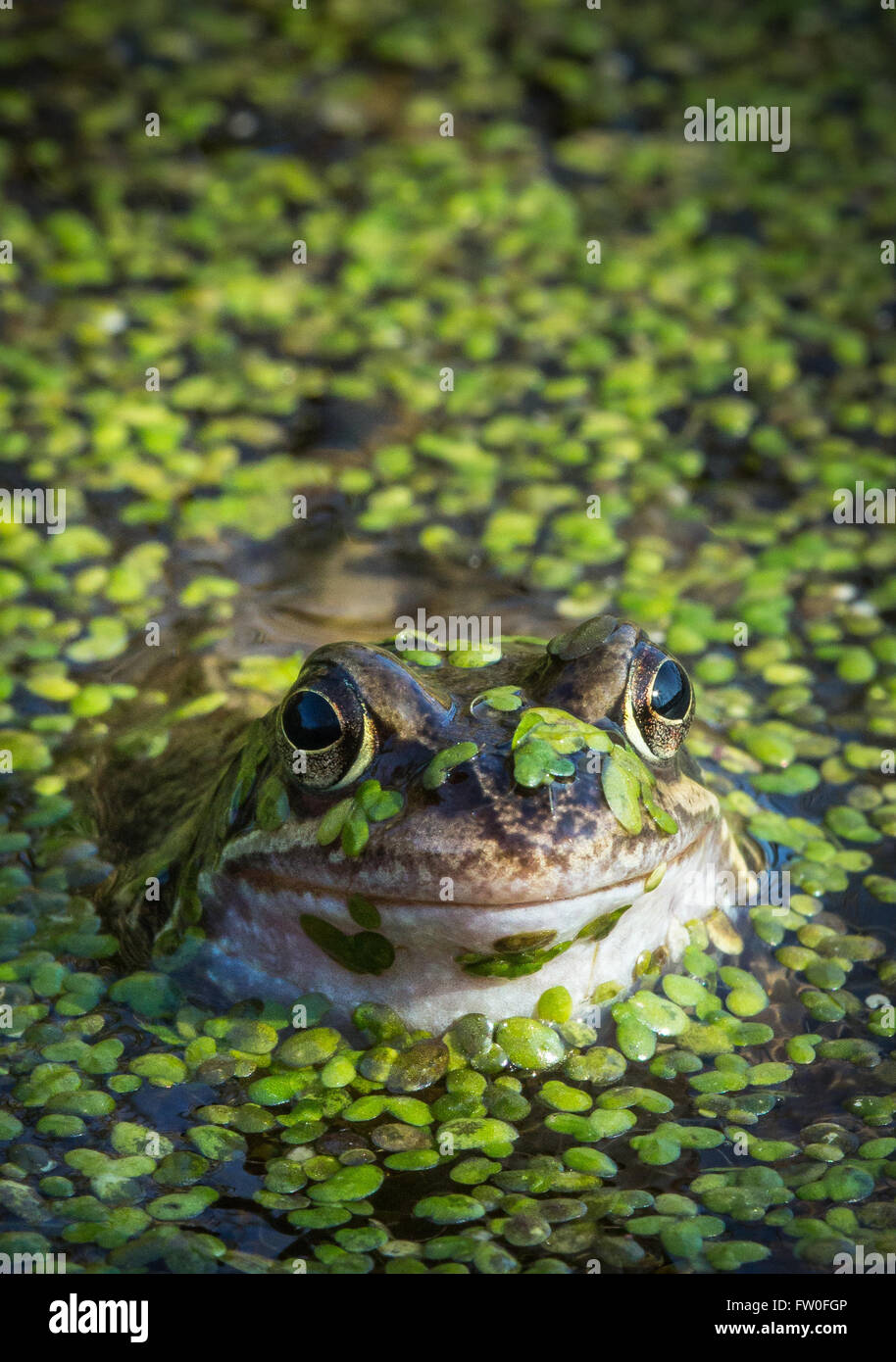 Ein Grasfrosch (Rana temporaria) Oberflächen unter das Unkraut auf einem Teich im Frühjahr Stockfoto