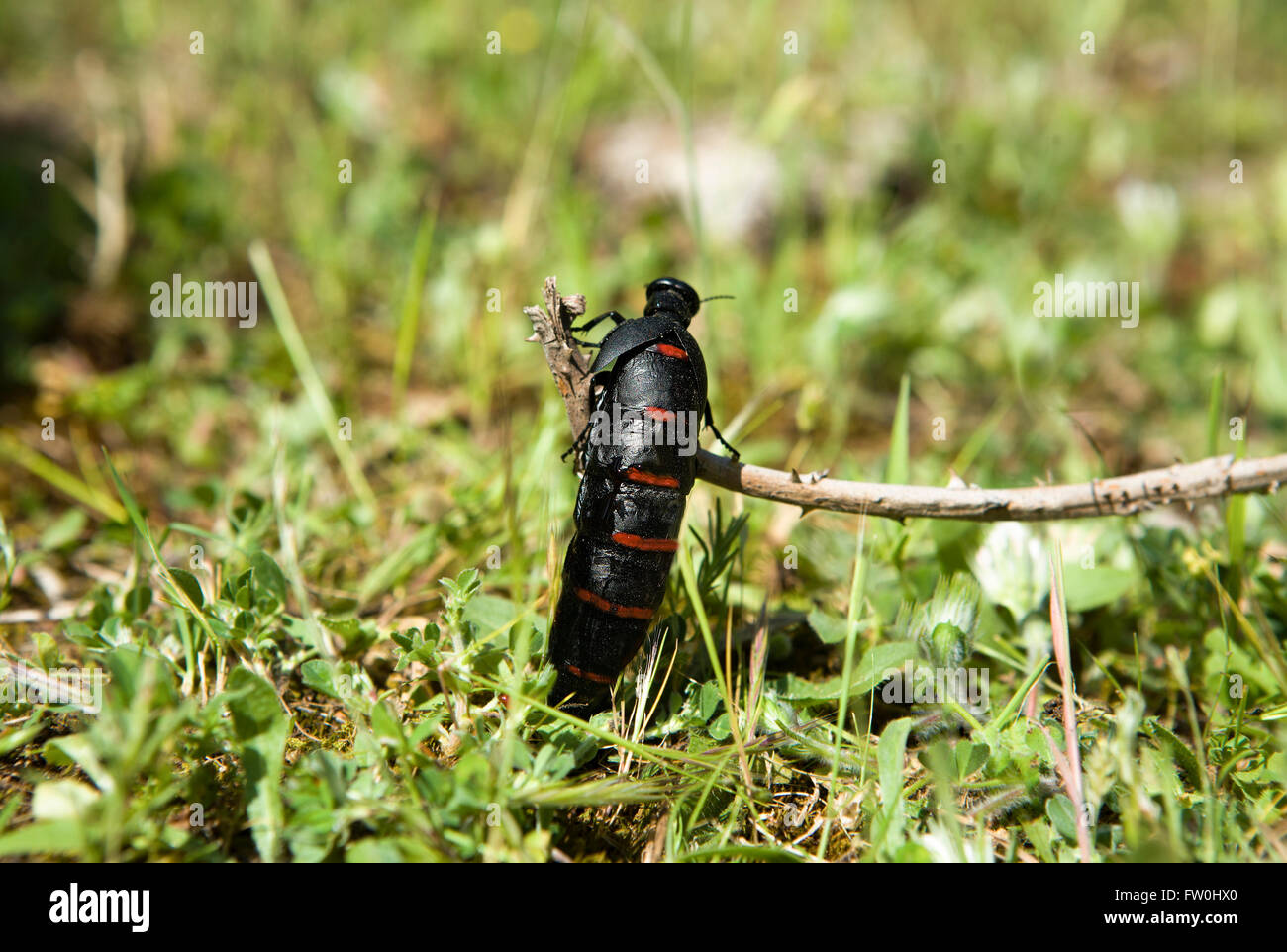 Blister Beetle Kletterpflanze ein, Alor Mountain Range, Extremadura, Spanien Stockfoto