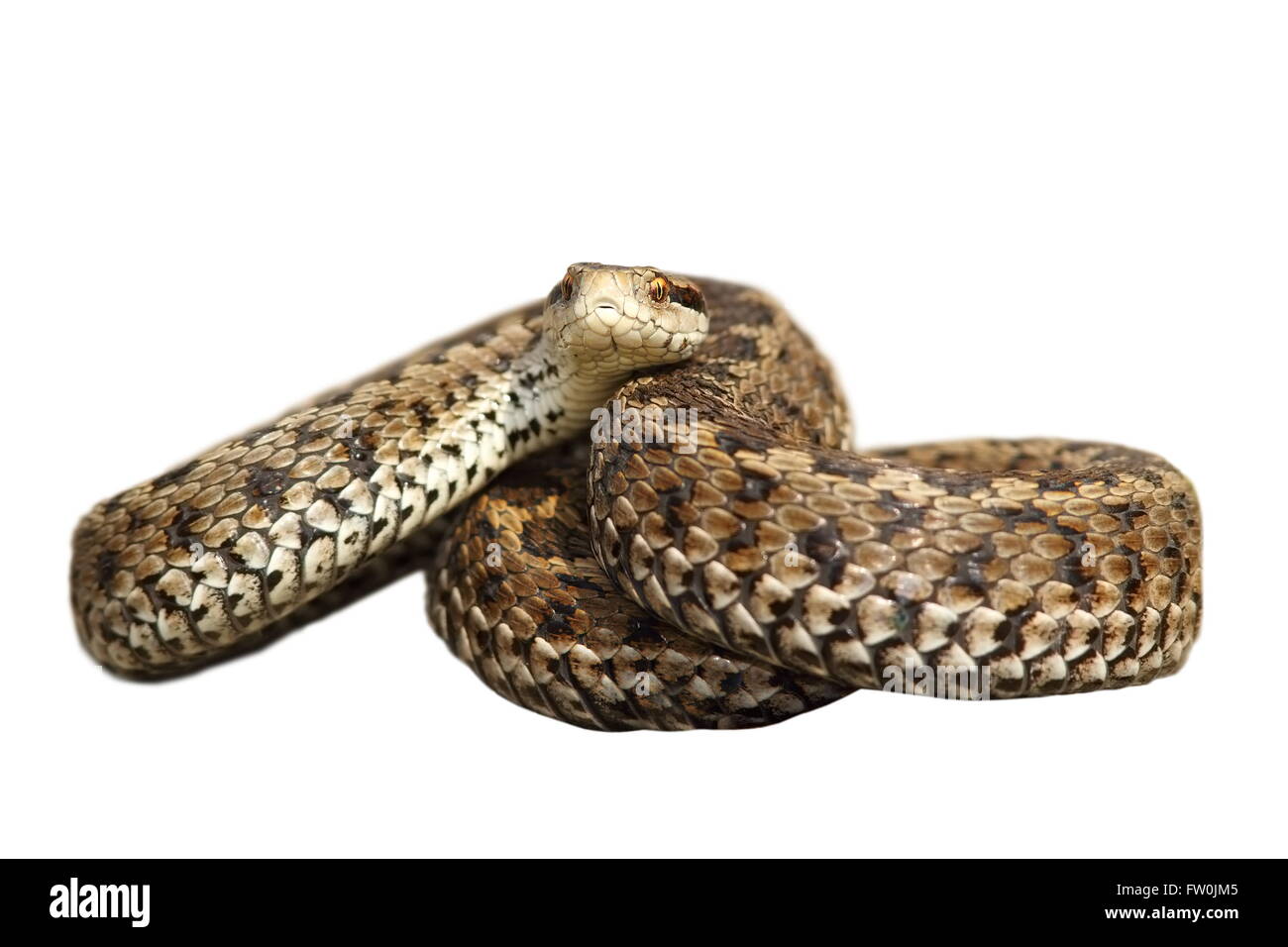 weiblichen europäischen Wiesenotter isoliert auf weißem Hintergrund (Vipera Ursinii Rakosiensis) Stockfoto