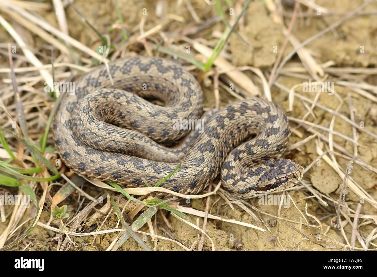 Ursini viper vipera ursinii -Fotos und -Bildmaterial in hoher Auflösung ...