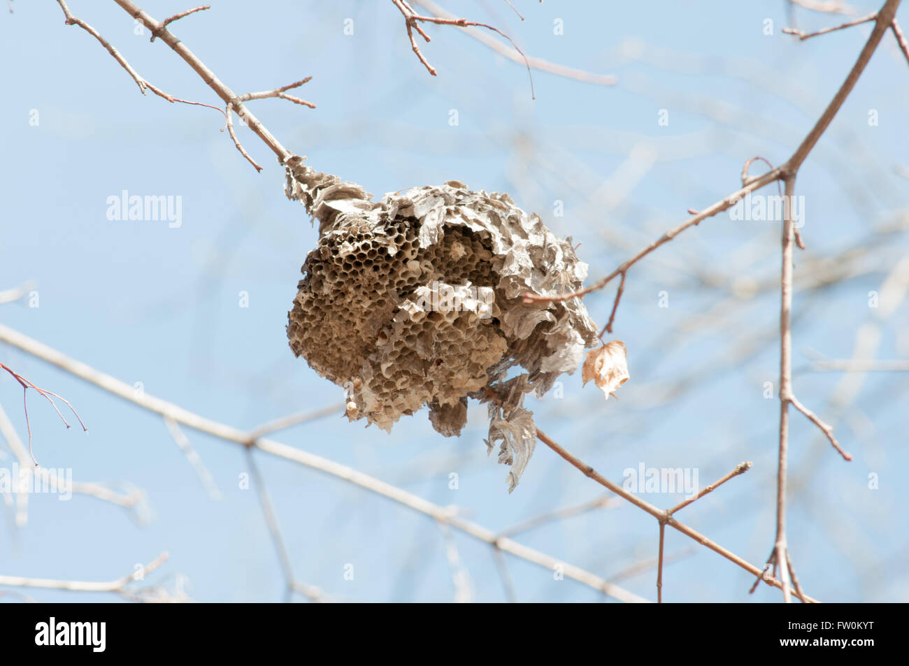 Kühner Hornissen Hive hängend von einem Ast im Wald. Stockfoto