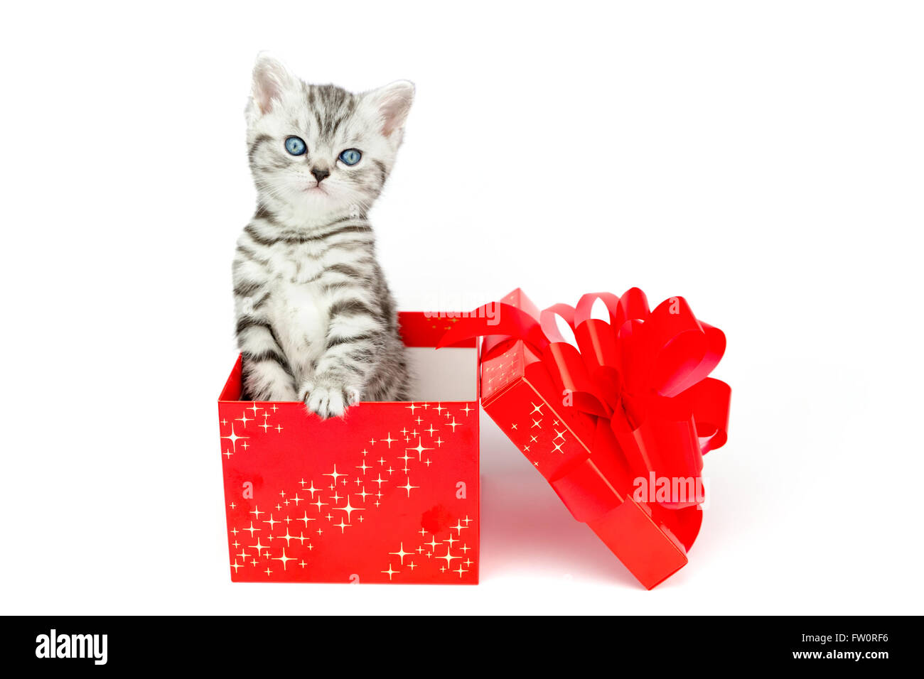 Junge Silber Tabby Katze stehend im roten Feld mit Sternen isoliert auf weißem Hintergrund Stockfoto
