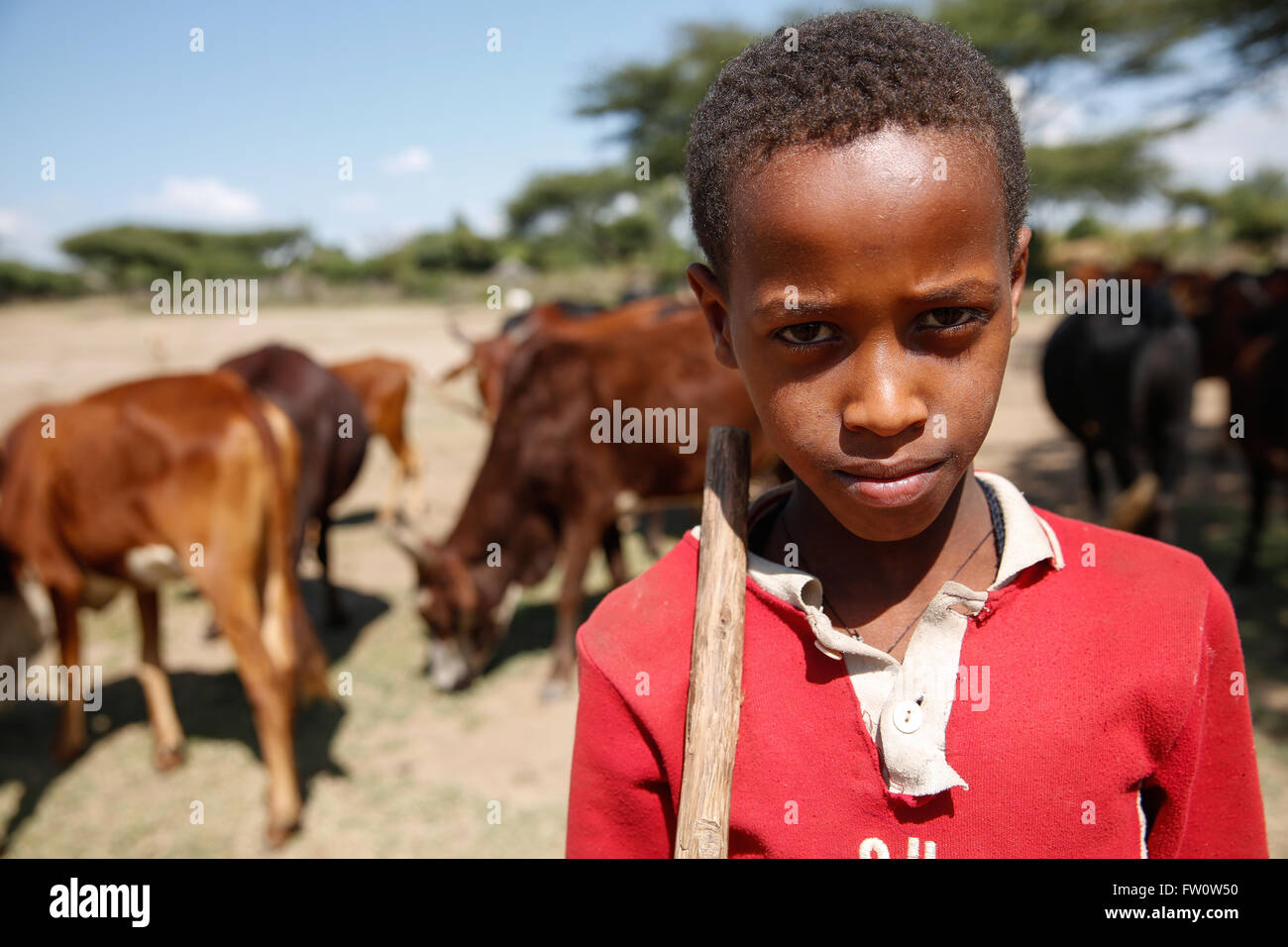 Zwischen Mojo und Ziway, Äthiopien Oktober 2013 Adish, 10, herding Tiere an den Nachmittagen. Er geht zur Schule am Morgen, sein Lieblingsfach ist Mathe. Stockfoto