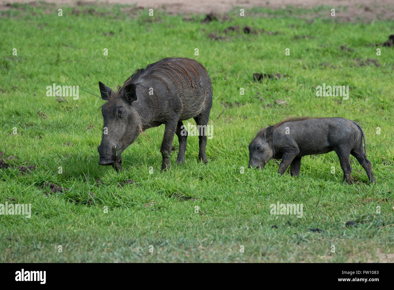 Afrika, Sambia, South Luangwa Nationalpark. Gemeinsamen Warzenschwein (Wild: Phacochoerus Africanus) grüne Saison. Mutter mit Wortlet. Stockfoto