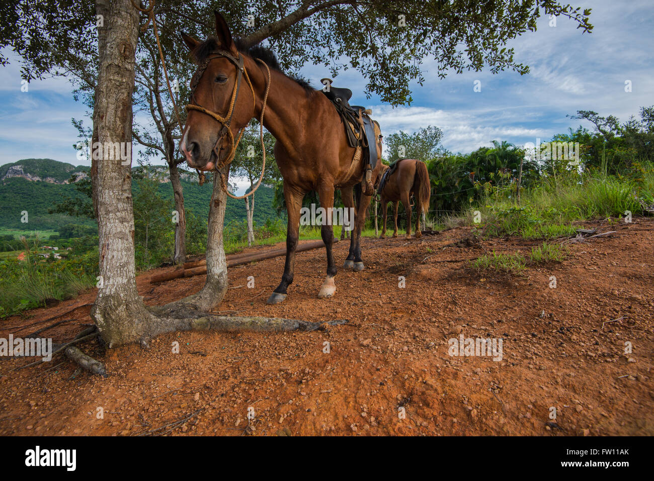Pferde, ruht auf einem Hügel im Tal von Vinales, Kuba Stockfoto