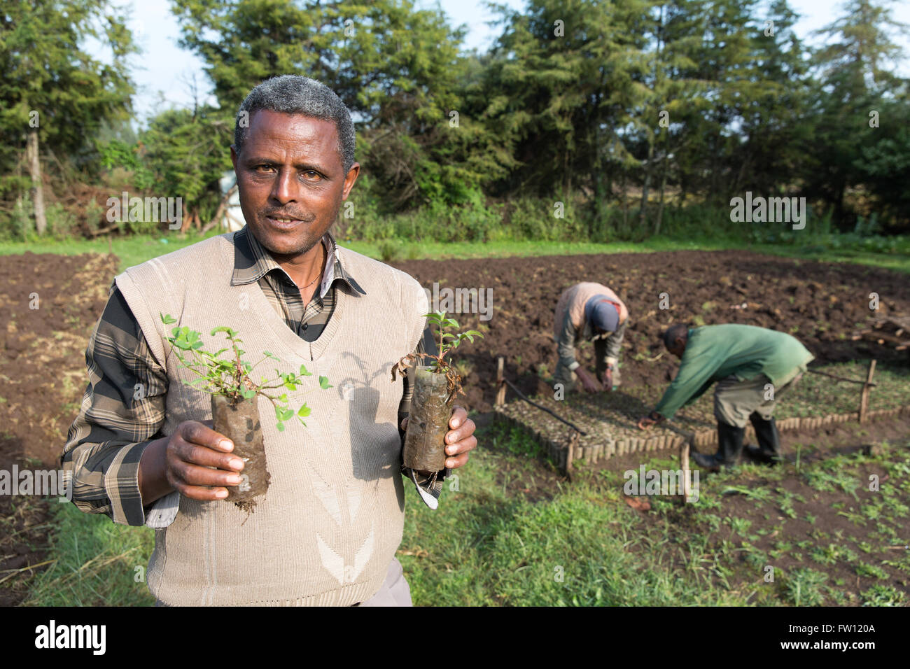 Debre Birhan, Amhara in Äthiopien, Oktober 2013 Kabede Ayele, 55, arbeiten mit Hilfe der Baum seit 17 Jahren. Er hält Sämlinge von Hagenia Abyssinica – Pflanzen, die zur Behandlung von Bandwurm. Stockfoto
