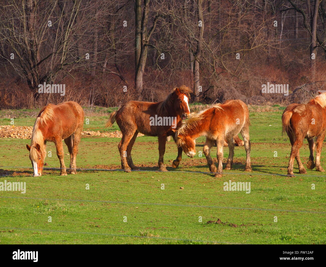 Pferde spielen auf einem amischen Bauernhof Stockfoto