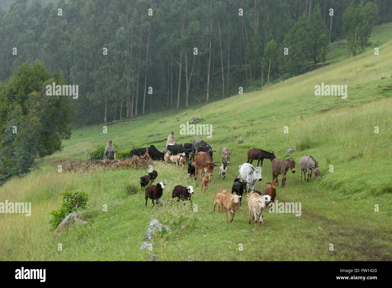 Debre Mahela Kebele, Nord-Shewa, Äthiopien, Oktober 2013: Landwirte ihre Herde Tiere weiden. Stockfoto