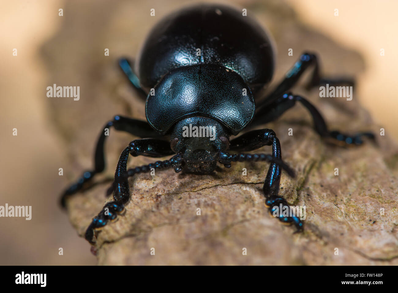 Blutige Nase Käfer (Timarcha Tenebricosa). Einen großen flugunfähigen Käfer in der Familie Crysomelidae, die Blätter und Samen Käfer. Stockfoto