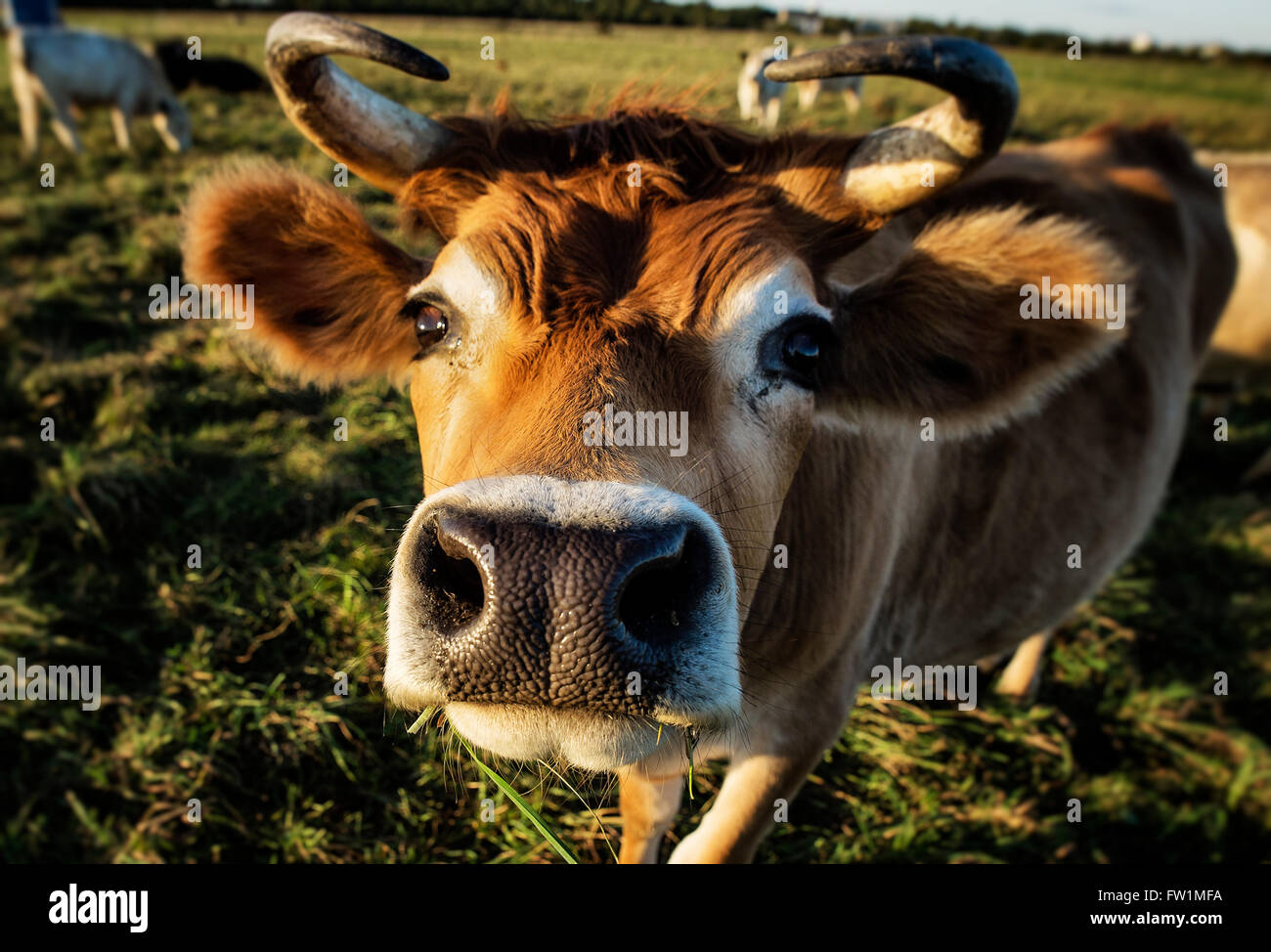 Closeup zu lenken. Stockfoto