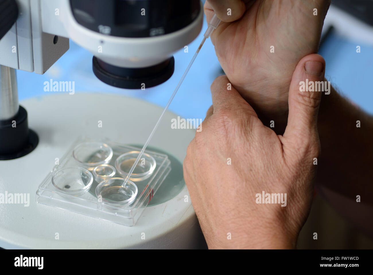 Ein Techniker erstellt eine live Kalb Embryo in eine Pipette, bereit für die Implantation in eine Leihmutter Kuh als Teil einer künstlichen br Stockfoto