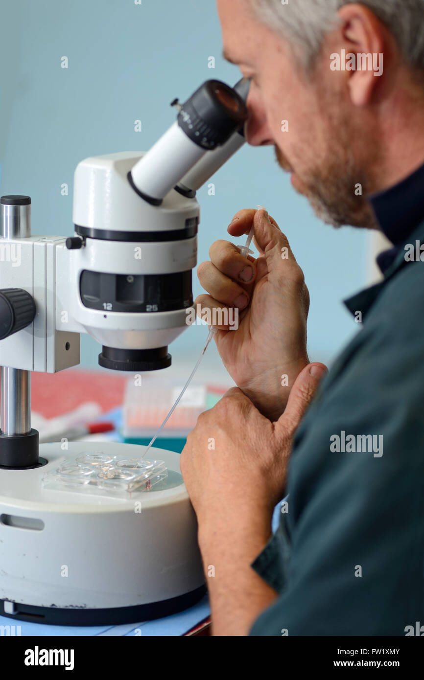 Ein Techniker seine Hand zu erarbeiten ein live Kalb Embryo in