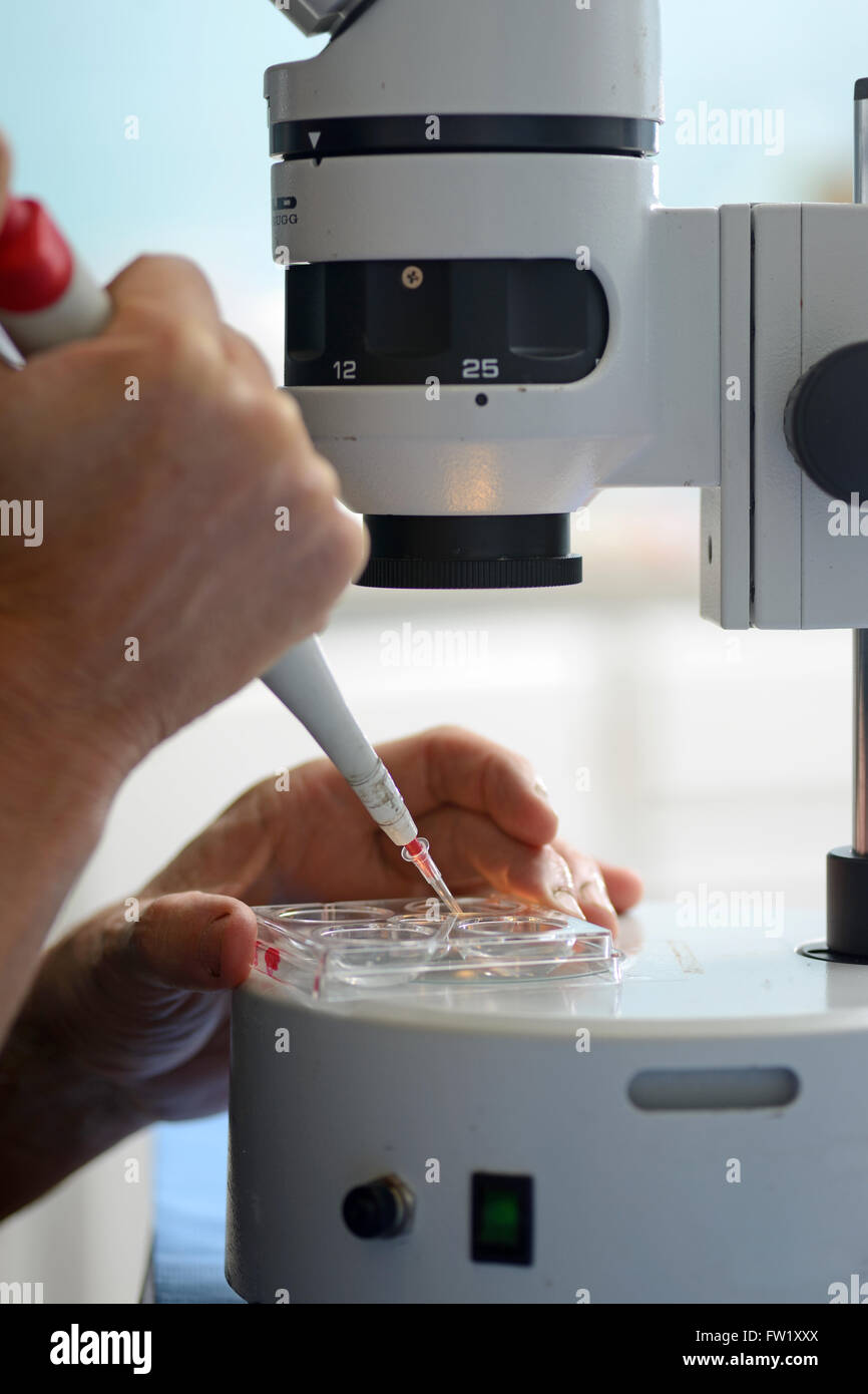Ein Techniker erstellt eine live Kalb Embryo in eine Pipette, bereit für die Implantation in eine Leihmutter Kuh als Teil einer künstlichen br Stockfoto