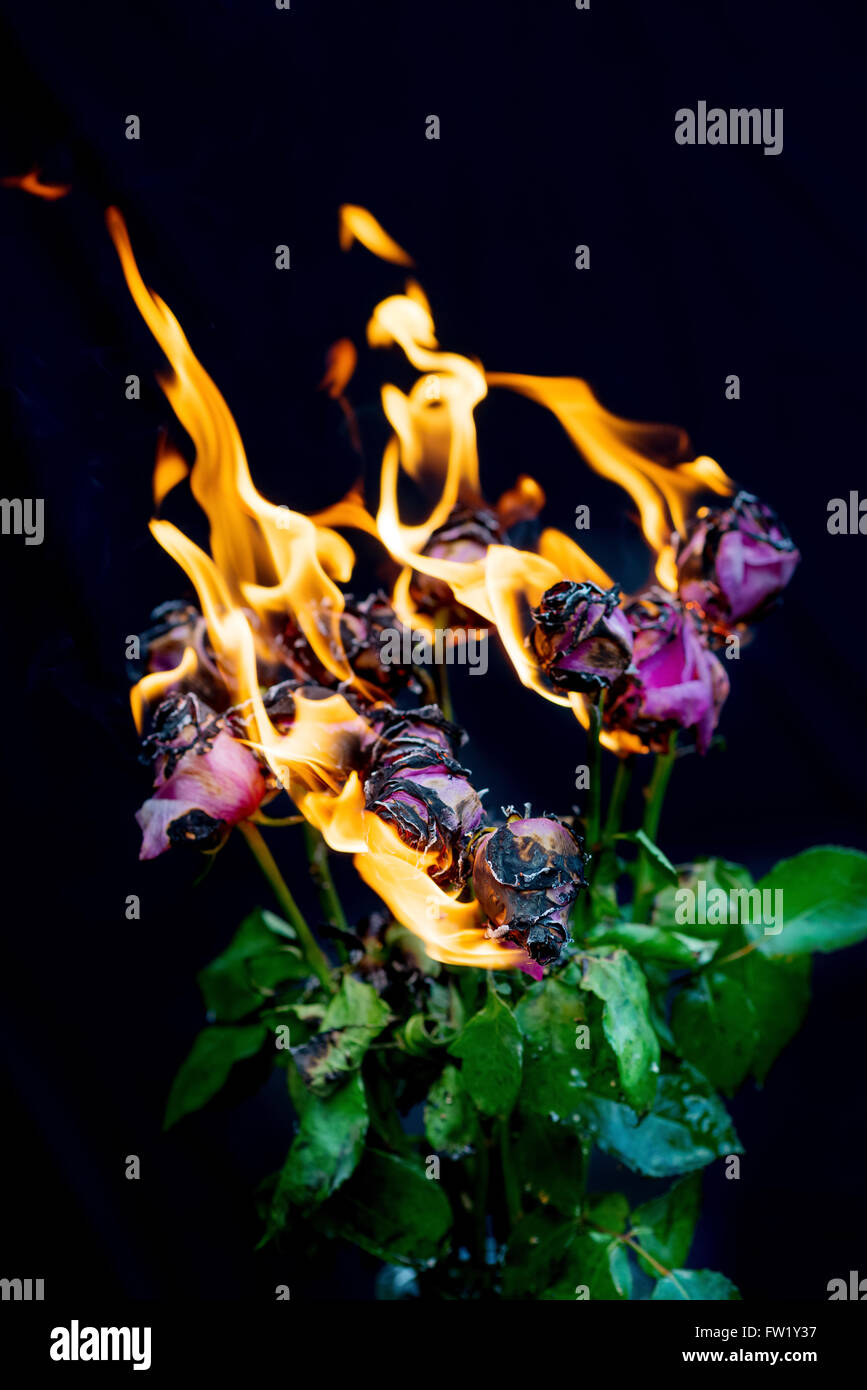 Es ist vorbei!  Strauß rosa Rosen in Vase Feuer und Flamme für Konzept der Beendigung einer Beziehung Stockfoto