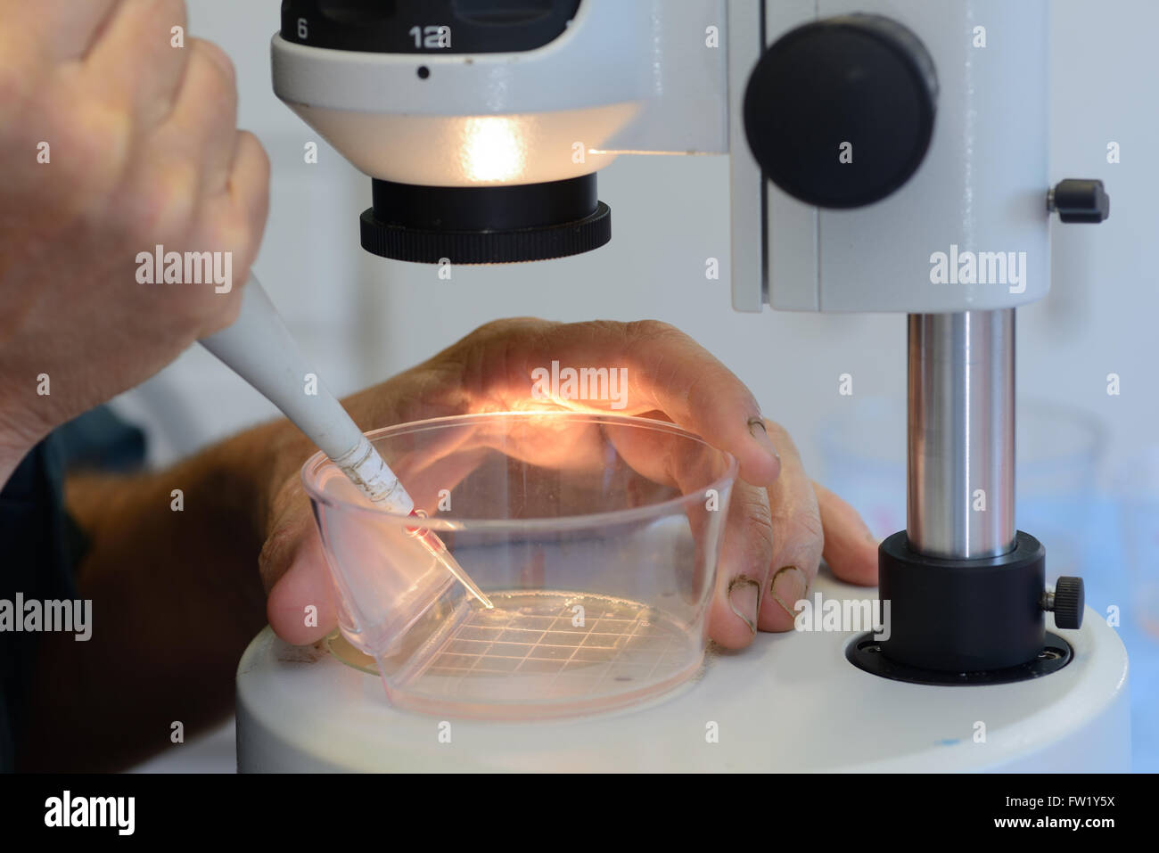 Ein Techniker Lünetten seine Hand zu erarbeiten ein live Kalb Embryo in eine Pipette, bereit für die Implantation in eine Leihmutter Kuh im Rahmen Stockfoto