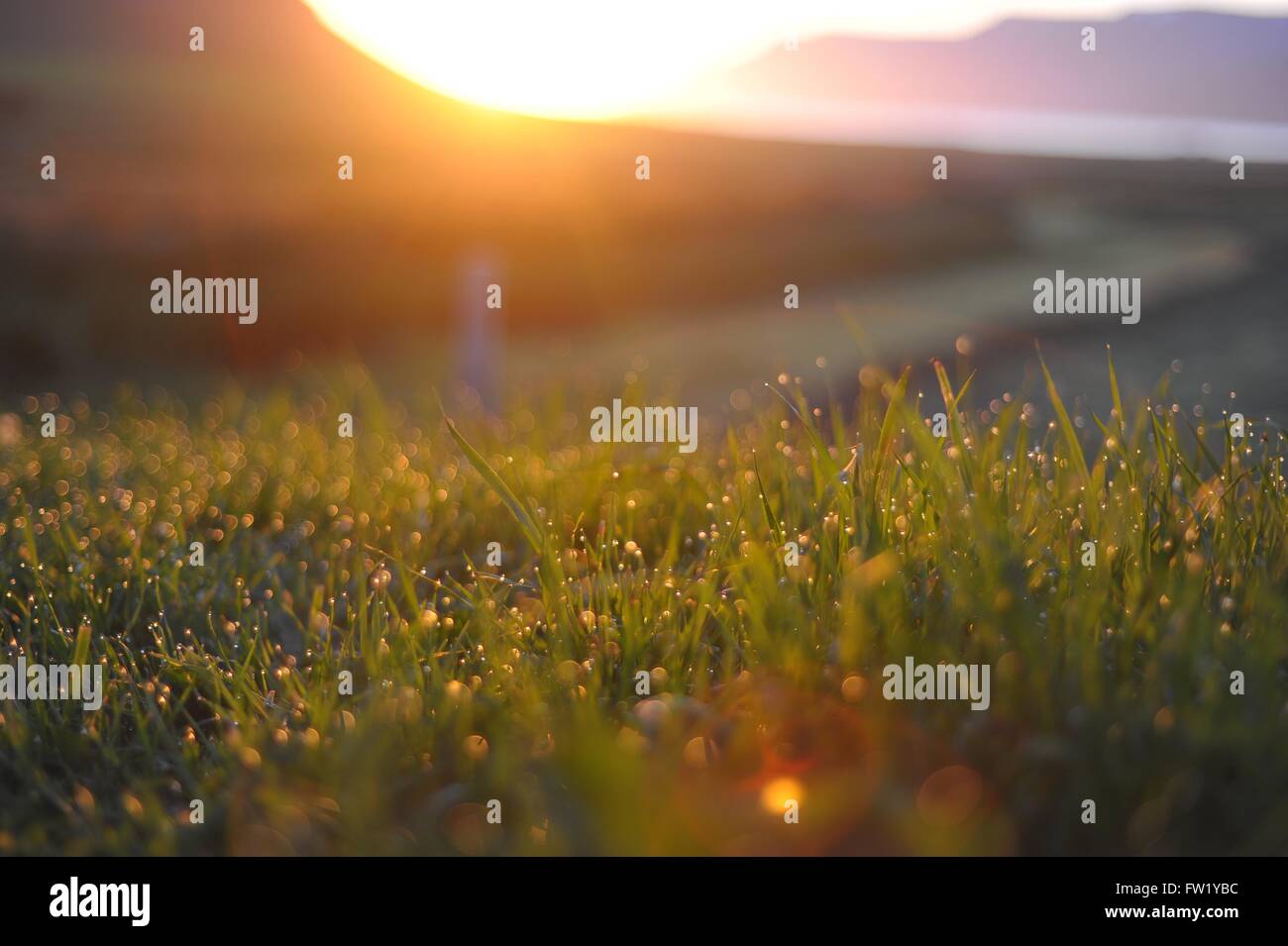 Tautropfen auf dem Rasen bei Sonnenuntergang Stockfoto