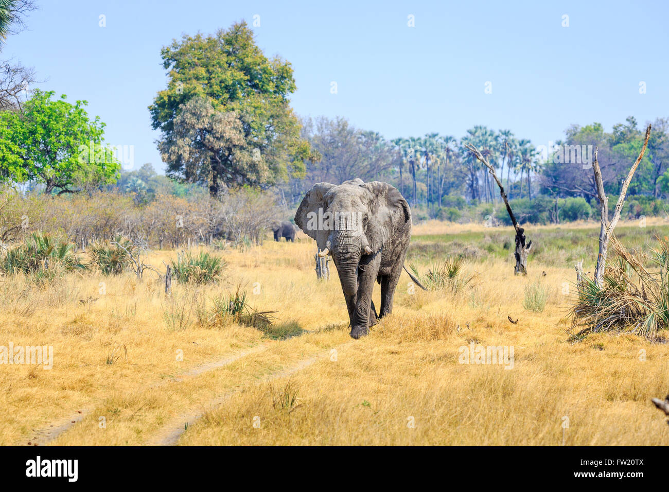 Afrikanischen Busch Elefant (Loxodonta africana) in der Nähe von Sandibe Camp, Moremi Wildreservat, Kalahari, Okavango Delta, Botswana, Afrika Stockfoto