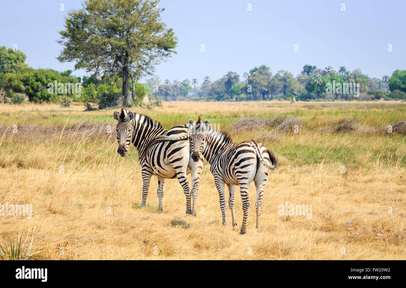 Ebenen oder Burchell Zebra (Equus Burchellii, Equus Quagga), Sandibe Camp, durch das Moremi Game Reserve, Okavango Delta, Botswana Stockfoto