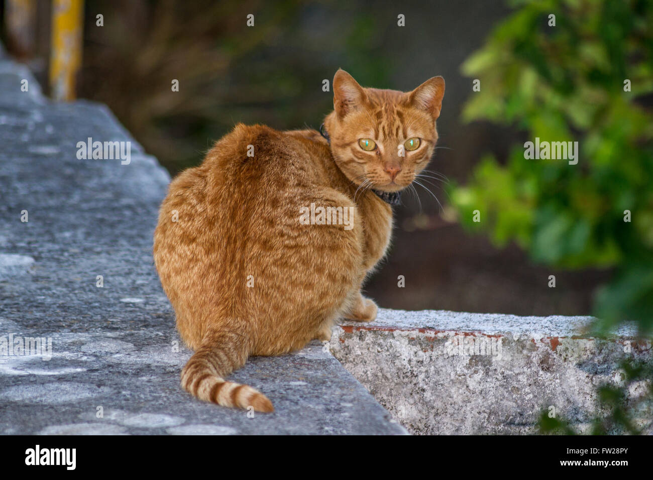 Ingwer-Katze mit Halsband saß auf einer Mauer Stockfoto