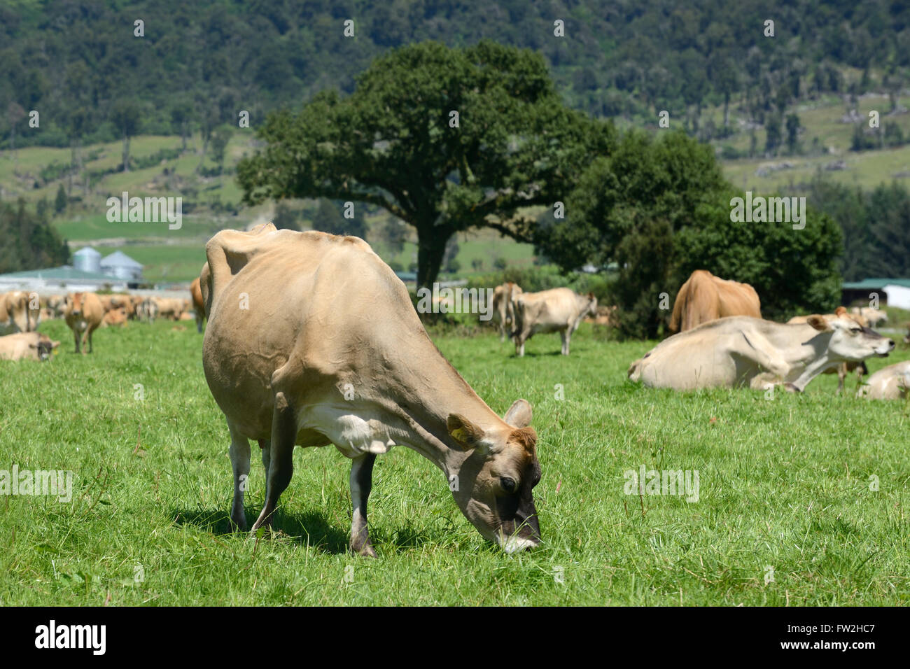 Erholen Sie sich eine Herde von Jersey Kühe melken auf einer Milchfarm Westküste, Neuseeland Stockfoto