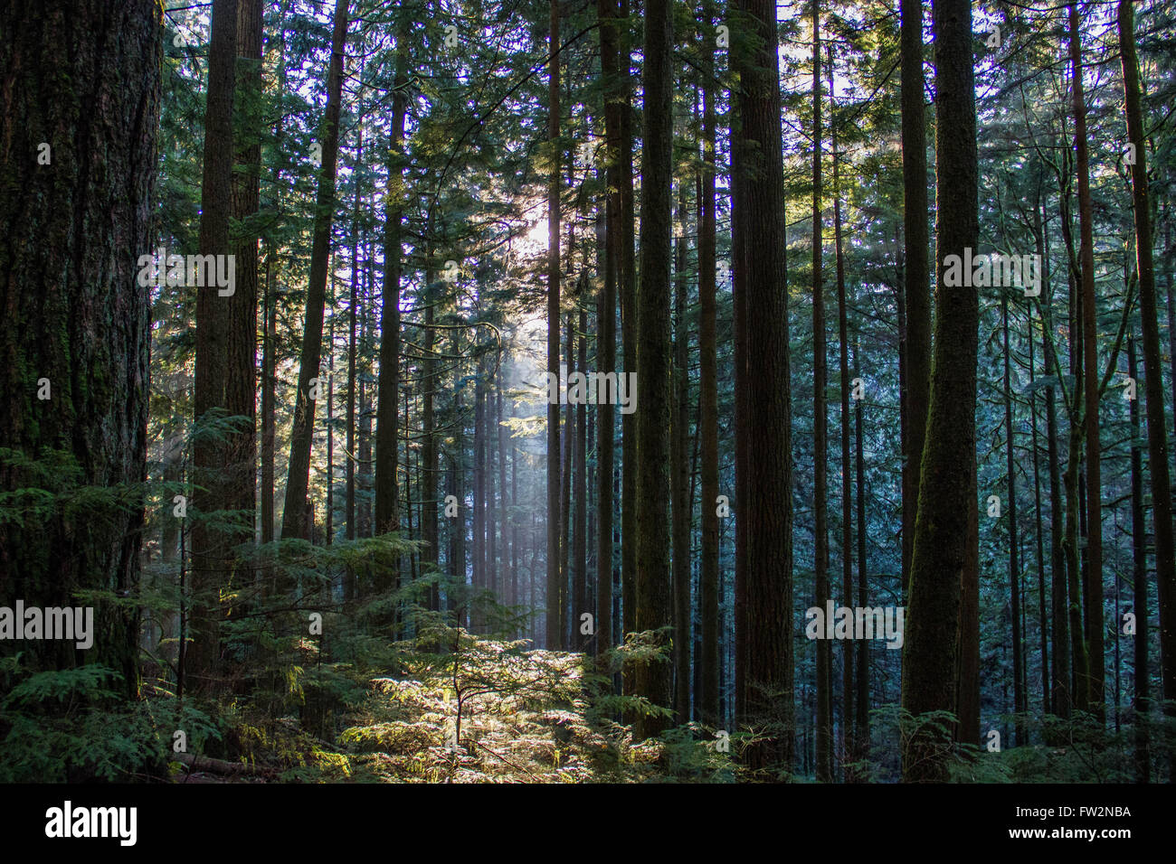 Wald Stockfoto