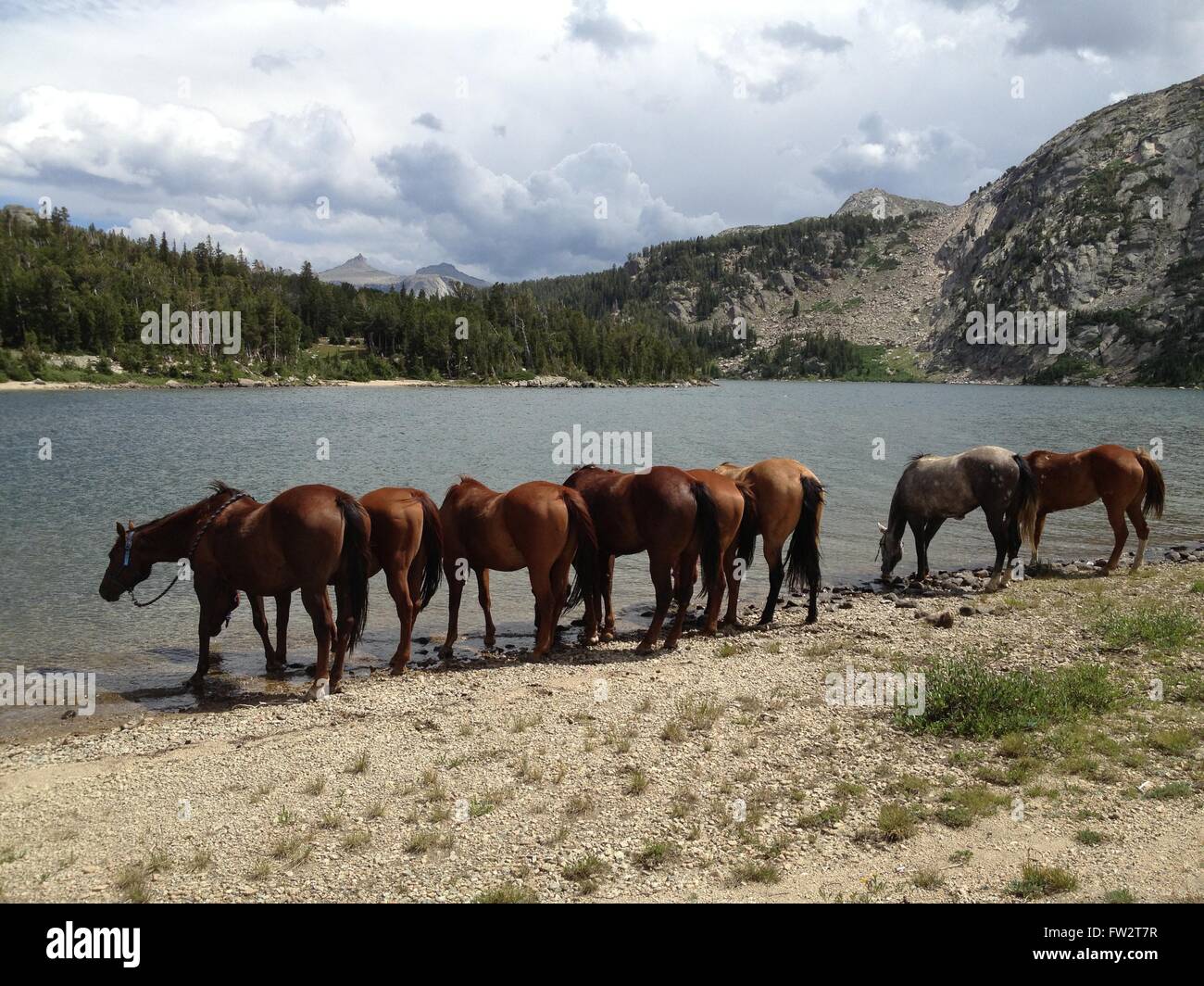 Quarter Horses trinken von See in Berge Stockfoto