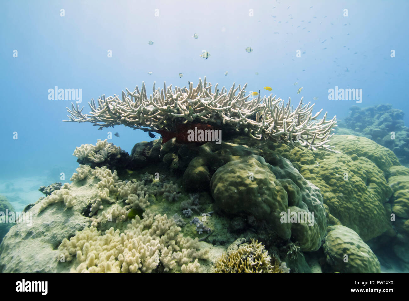 Eine Staghorn-Koralle mit verschiedenen tropischen Fischen darüber im Great Barrier Reef, Cairns, Australien. Stockfoto
