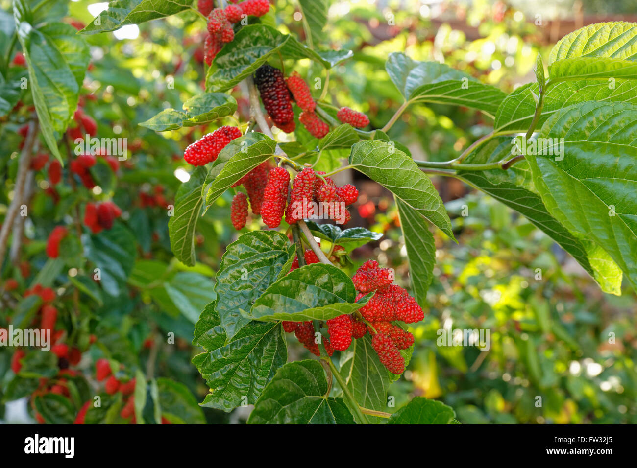 Rote Beeren auf einem Ast, schwarze Maulbeere (Morus Nigra), Türkei Stockfoto